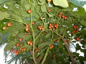 Tamarillo Tree Low Level Angle Shot Wallpaper