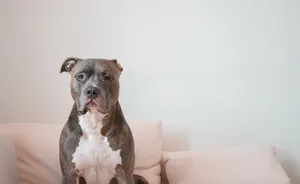 Tan And White Pitbull Terrier Wallpaper