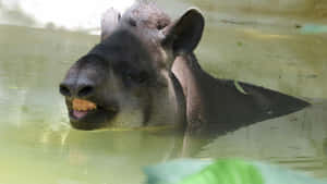 Tapir Enjoying Water Bath.jpg Wallpaper