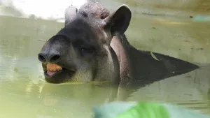 Tapir Enjoying Water Bath.jpg Wallpaper