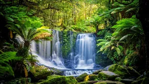 Tasmania Temperate Rainforest Wallpaper