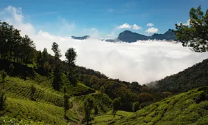 Tea Garden At Western Ghats Wallpaper