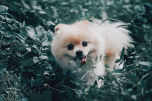 Teddy Bear Pomeranian In Forest Wallpaper