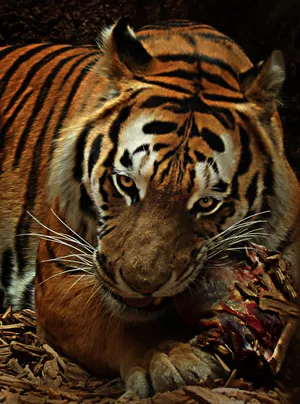 Terrifying Wild Tiger Hd Eating Flesh Wallpaper