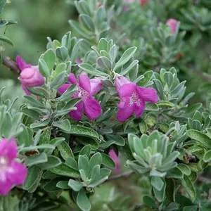 Texas Sage Plant Wallpaper