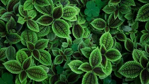 Textured Leaves Common Terpenes Plants Wallpaper