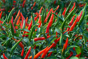 Thai Hybrid Pepper Plant Wide Angle Shot Wallpaper