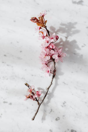 The Aesthetic Beauty Of Pink Flowers Over A Marble Table Wallpaper