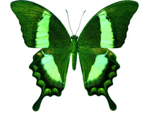 The Beautiful Beauty Of Nature - A Green Butterfly Wallpaper