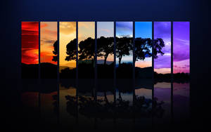 The Beauty And Color Of A Tree Spectrum In Nature Wallpaper