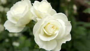 “the Beauty Of A White Rose” Wallpaper