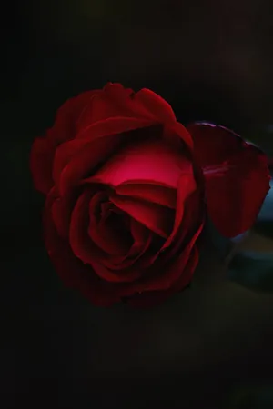 The Beauty Of The Cool Rose Wallpaper