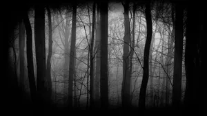 The Dark Magic Of A Silhouette Forest. Wallpaper