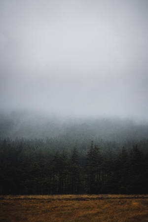 The Darkness In The Forest Veils A Grey Sky Wallpaper