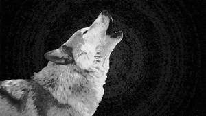 The Howl Of A Wild Wolf Wallpaper