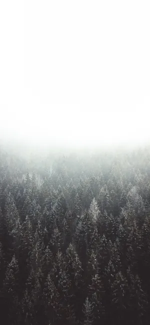 The Iphone 11 White Is A Sleek Phone With A Stylish Design Wallpaper