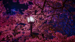 The Lamp And The Aesthetic Cherry Blossom Wallpaper