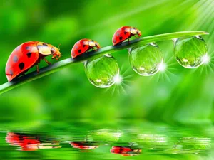 The Life Of Insects Wallpaper