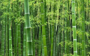 The Lush, Vibrant Beauty Of Bright Green Bamboo Wallpaper