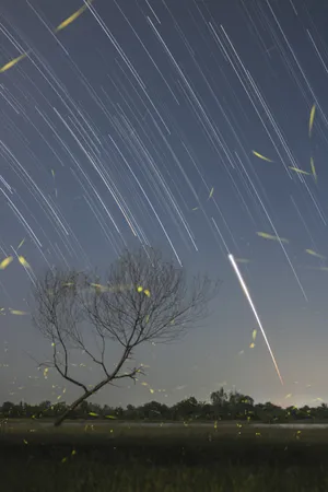 The Magical Glow Of A Firefly Wallpaper