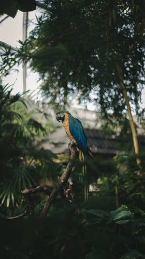 “the Majestic Beauty Of A Blue And Gold Macaw Soaring Through The Jungle” Wallpaper