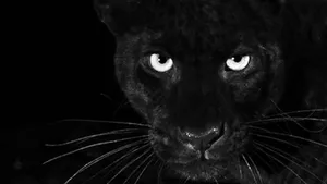 The Majestic Black Leopard Wallpaper