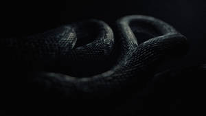 The Majestic Black Mamba Snake Wallpaper