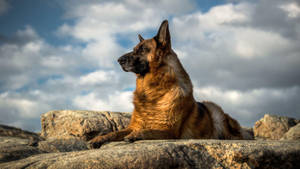 The Majestic German Shepherd Posing In The Great Outdoors. Wallpaper