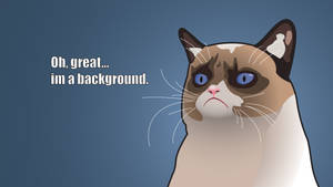 The Pinnacle Of Feline Sarcasm Wallpaper