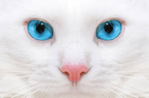 The Soulful Stare Of A Beautiful Cat Wallpaper