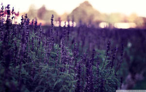 The Tranquil Beauty Of Lavender On Golden Mountains Wallpaper