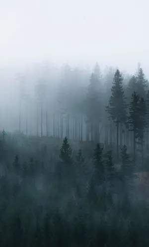 The Wonders Of Nature Wallpaper