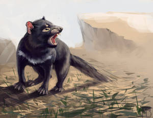 This Photo Captures The Fearsome Beauty Of Tasmanian Devil Wallpaper