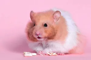 This Playful, Mischievous Hamster Is Having The Time Of Its Life! Wallpaper