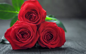 Three Beautiful Flower Red Roses Wallpaper