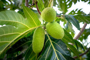 Three Newly Grown Breadfruit Wallpaper