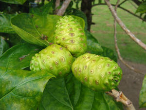 Three Noni Fruits On A Branch Wallpaper