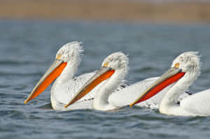 Three Pelicans Swimming Together.jpg Wallpaper