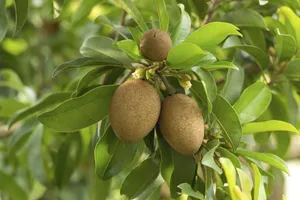 Three Sapodilla Fruits Wallpaper