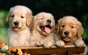 Three Smiling Golden Retriever Puppies Wallpaper