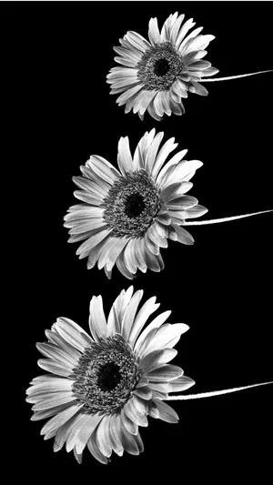 Three Sunflowers Black And White Aesthetic Phone Wallpaper