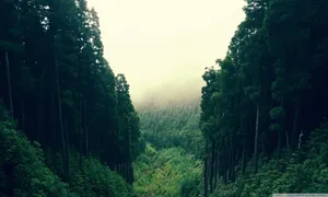 Thrilling Forest Cliffs Wallpaper