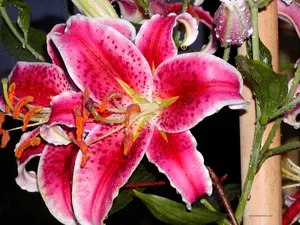 Tiger Red Lily Flower Wallpaper