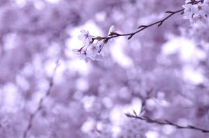 Time To Enjoy The Beauty Of Sakura Wallpaper