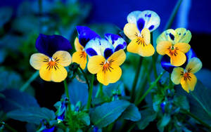 Tiny Blue And Yellow Pansy Wallpaper