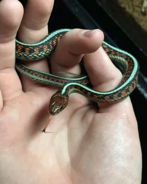 Tiny California Red-sided Garter Snake Wallpaper