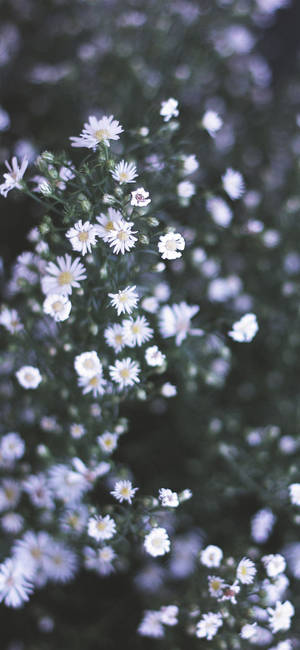 Tiny Daisies Phone Wallpaper