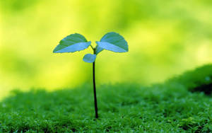 Tiny Green Plant Wallpaper