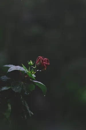 Tiny Red Rose Iphone Wallpaper