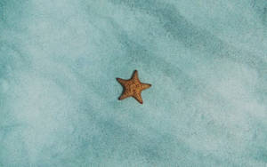 Tiny Starfish In The Sea Wallpaper